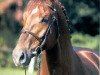 stallion Landgold (Oldenburg, 1995, from Landfriese I)