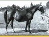 horse Odessa (Hanoverian, 1967, from Ozean)