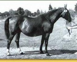 broodmare Odessa (Hanoverian, 1967, from Ozean)