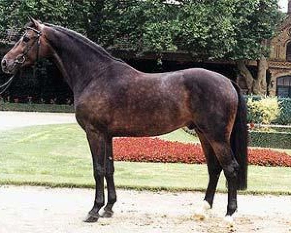 dressage horse Dynast (Westphalian, 1995, from Dinard L)