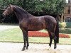 stallion Dynast (Westphalian, 1995, from Dinard L)
