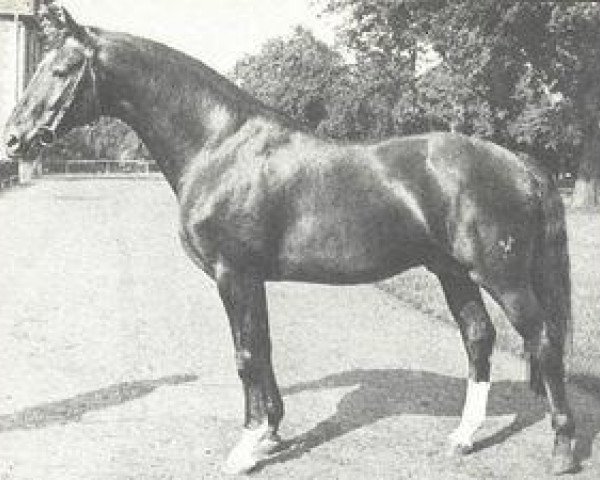 dressage horse Lukas (Hanoverian, 1962, from Lugano I)