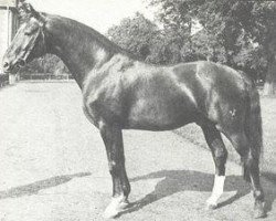 stallion Lukas (Hanoverian, 1962, from Lugano I 3963)