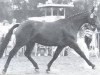 horse Gode (Rhinelander, 1971, from Garamond)
