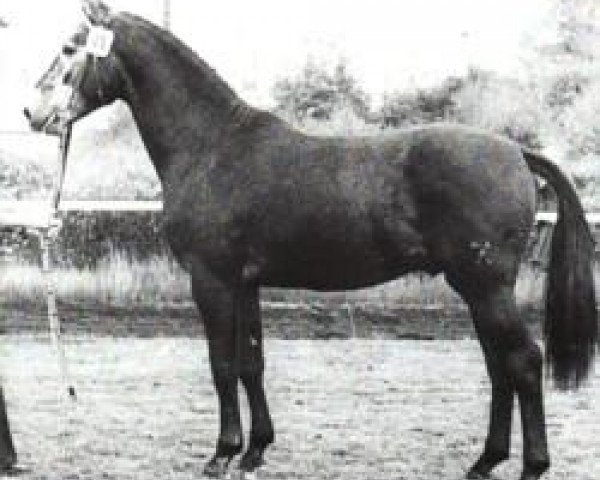 stallion Gardestern I (Hanoverian, 1974, from Gotthard)