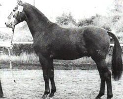 Deckhengst Gardestern I (Hannoveraner, 1974, von Gotthard)