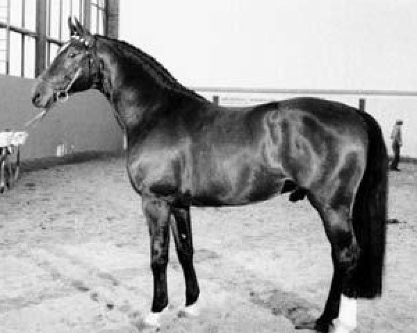 stallion Feuerschein I (Westphalian, 1973, from Frühlingstraum II)