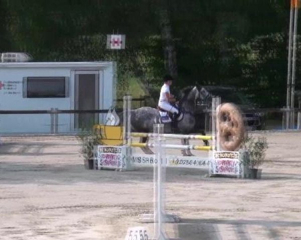 Springpferd Chikago 6 (Holsteiner, 2003, von Colman)