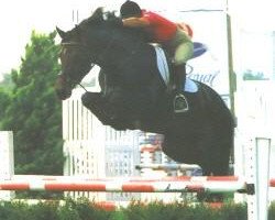 Deckhengst Landjunge (Holsteiner, 1984, von Landgraf I)