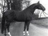 stallion Grunewald (Hanoverian, 1968, from Grande)