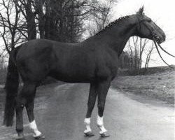 stallion Grunewald (Hanoverian, 1968, from Grande)