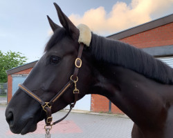 dressage horse Emiliana (Hanoverian, 2018, from Emilio)