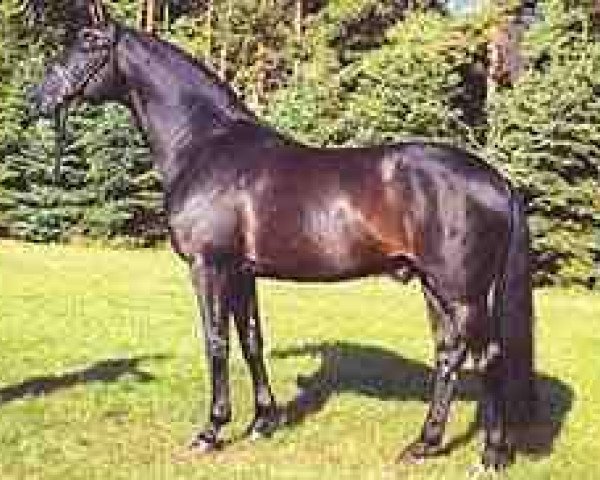 dressage horse Sherlock Holmes (Hanoverian, 1989, from Salvano)
