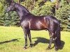 dressage horse Sherlock Holmes (Hanoverian, 1989, from Salvano)