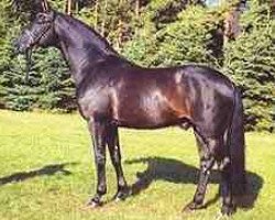 stallion Sherlock Holmes (Hanoverian, 1989, from Salvano)