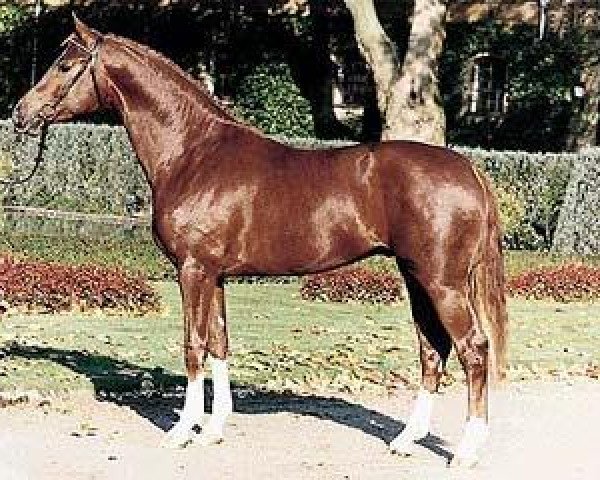 stallion Ad hoc (Oldenburg, 1996, from Alabaster)