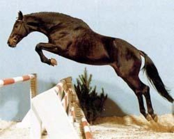 stallion Amerigo Vespucci xx (Thoroughbred, 1982, from Akari xx)