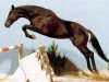 stallion Amerigo Vespucci xx (Thoroughbred, 1982, from Akari xx)
