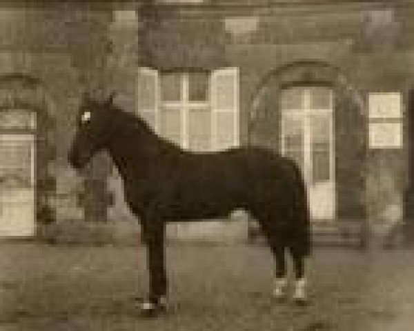 stallion Lurioso (Anglo-Norman, 1955, from Furioso xx)