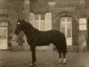 Pferd Lurioso (Anglo-Normanne, 1955, von Furioso xx)