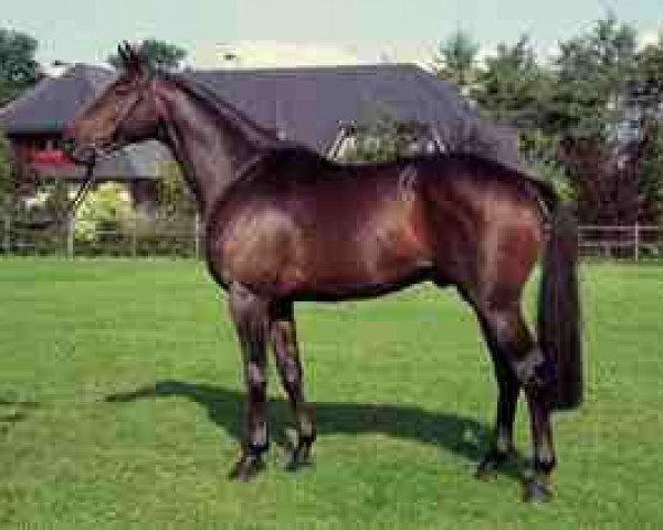 stallion Sevillano xx (Thoroughbred, 1984, from Alpenkönig xx)