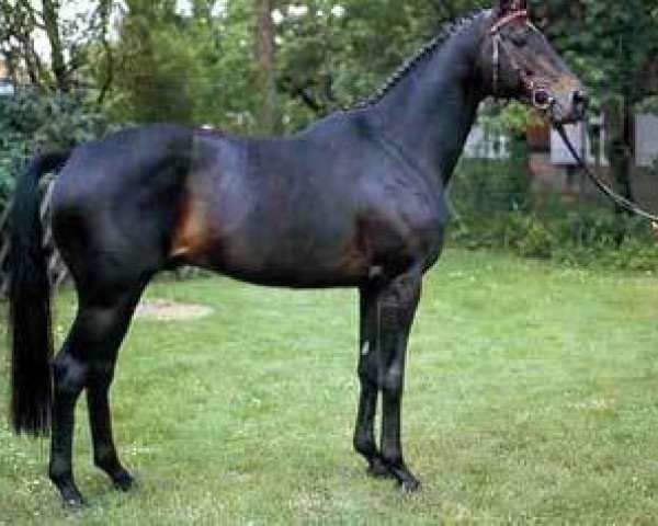 stallion Bold Indian xx (Thoroughbred, 1981, from Bold Lad xx)