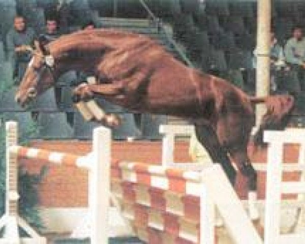 stallion Wogenbrecher (Hanoverian, 1985, from Werther)
