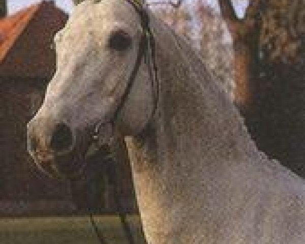 stallion Goldfasan (Hanoverian, 1981, from Gardestern I)