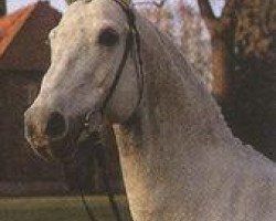 stallion Goldfasan (Hanoverian, 1981, from Gardestern I)