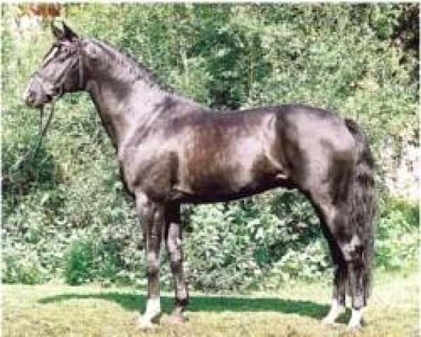 stallion Weltpoet (Hanoverian, 1997, from Weltmeyer)