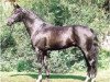 stallion Weltpoet (Hanoverian, 1997, from Weltmeyer)