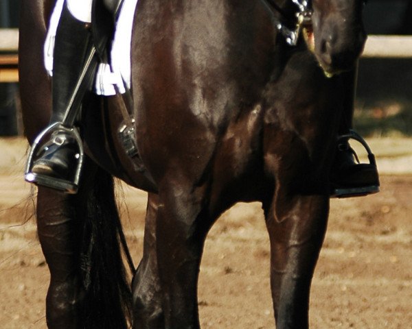 dressage horse Donnevan 4 (Oldenburg, 1999, from De Niro)