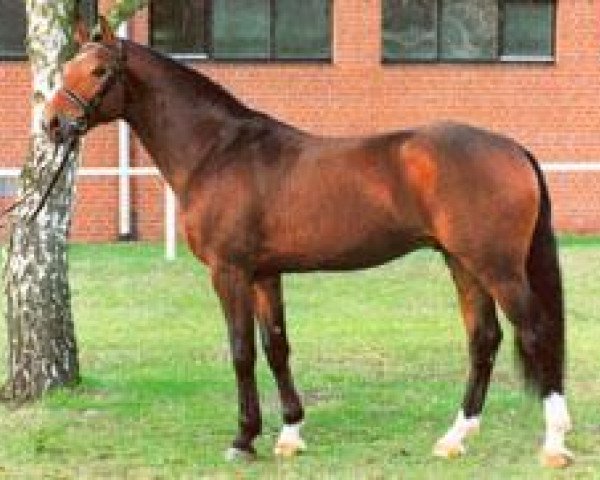 stallion Crazy Classic (Hanoverian, 1990, from Calypso II)