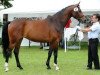 dressage horse Chocolat (Westphalian, 2009, from Chequille 2)