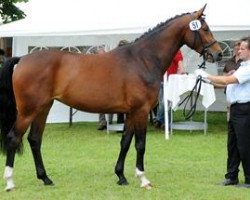 dressage horse Chocolat (Westphalian, 2009, from Chequille 2)