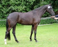 broodmare Altamira (Oldenburg, 2009, from Farewell III)