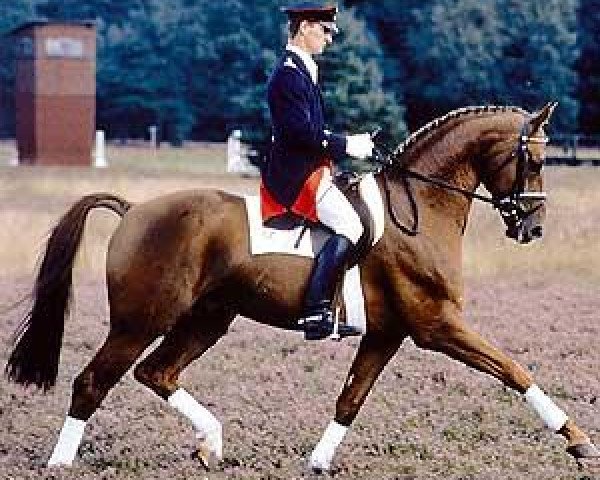 stallion Wanderbursch II (Hanoverian, 1986, from Wanderer)