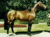 horse Debütant (Westphalian, 1976, from Damokles)