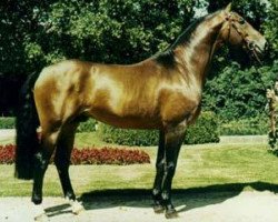 stallion Debütant (Westphalian, 1976, from Damokles)