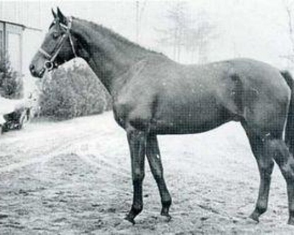 stallion Rio Negro (Holsteiner, 1970, from Ramiro Z)