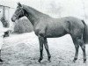 stallion Rio Negro (Holsteiner, 1970, from Ramiro Z)