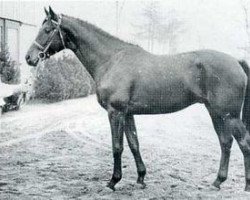 stallion Rio Negro (Holsteiner, 1970, from Ramiro Z)