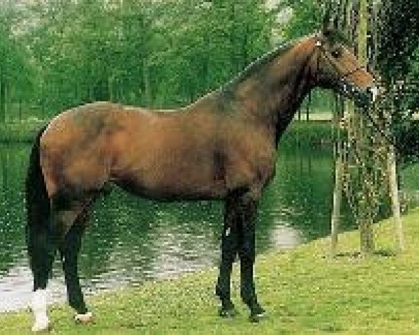 horse Corleone (Holsteiner, 1983, from Caletto II)