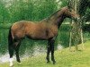 stallion Corleone (Holsteiner, 1983, from Caletto II)