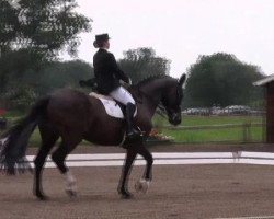 dressage horse Classique (Westphalian, 1996, from Casaretto)