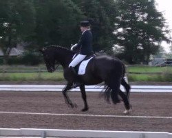 dressage horse Deparda (Oldenburg, 2002, from Depardieu 11)