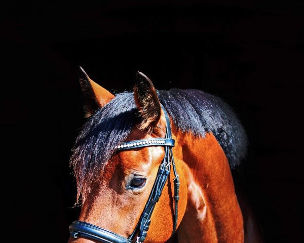 dressage horse La Diva 33 (Hanoverian, 2017, from Lord Loxley I)