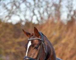 dressage horse Diamancio (Oldenburg, 2016, from Diamond Hit)