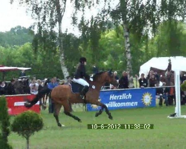 Springpferd Canucci (Holsteiner, 2001, von Chamonix)