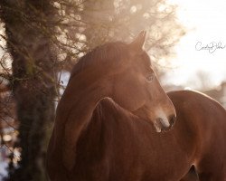 jumper Cosilana (German Sport Horse, 2011, from Consotho)